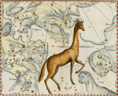 Scopri di più sull'articolo Camelopardalis, ovvero la Giraffa